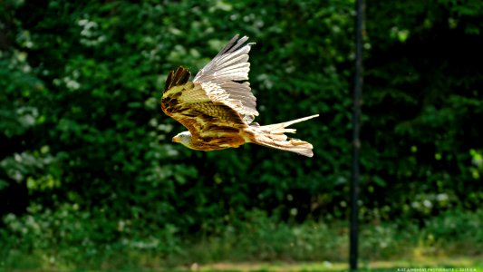 Wildpark