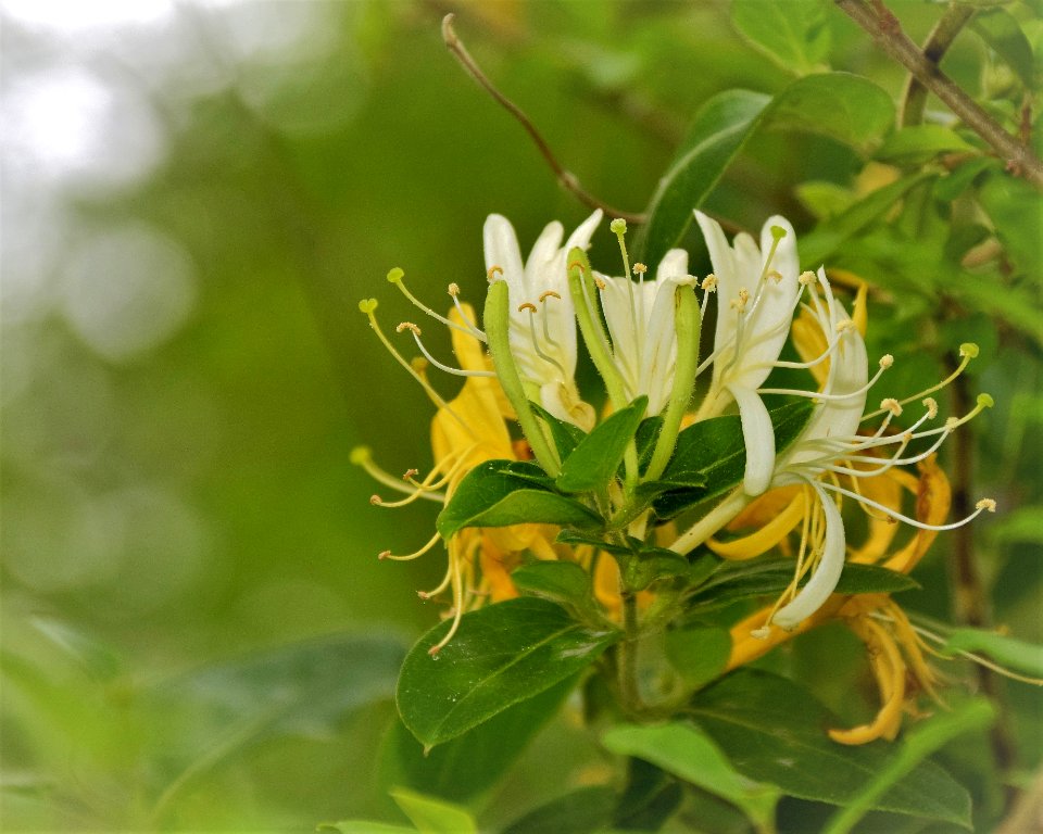 Japanese Honeysuckle