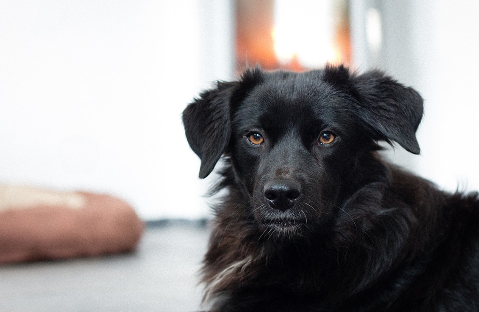 Head puppy fireplace