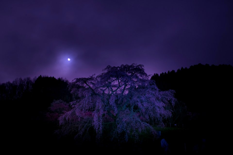 Matabee-Sakura, Uda, Nara, Japan