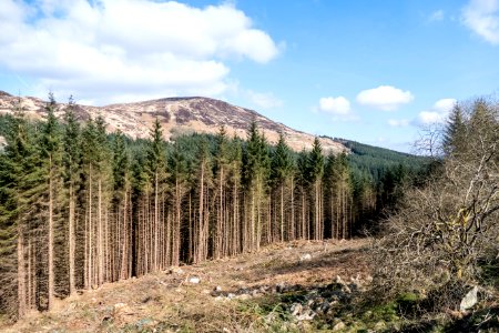 Darrou in Galloway Forest Park
