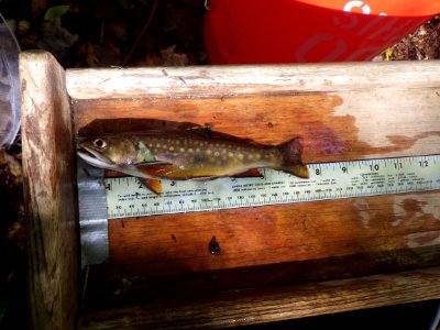 Native brook trout