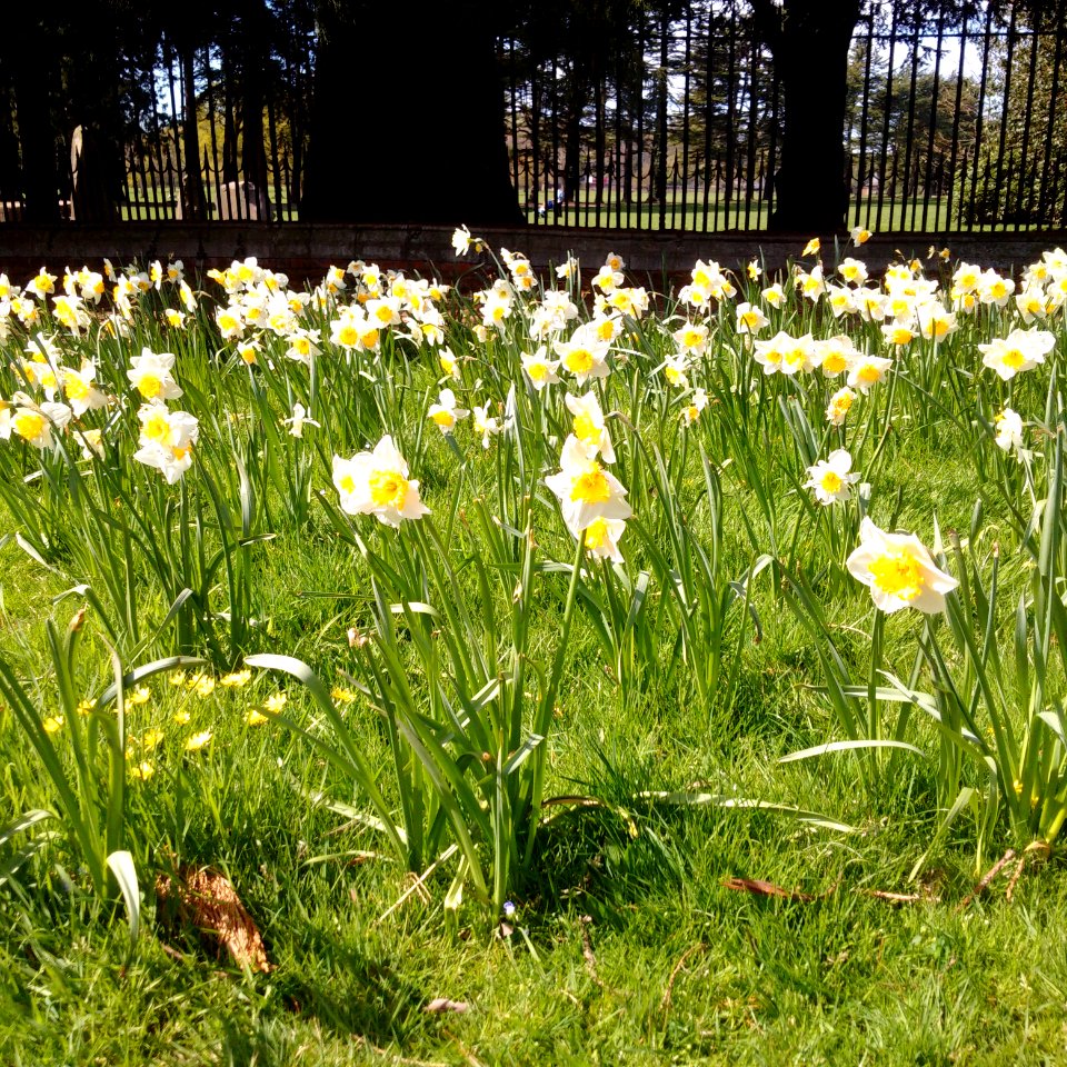 Daffodils at Tredegar House