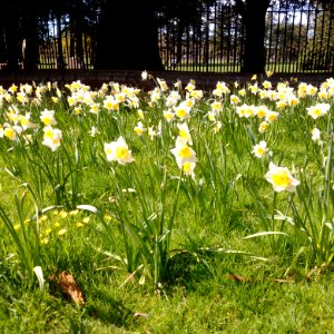 Daffodils at Tredegar House
