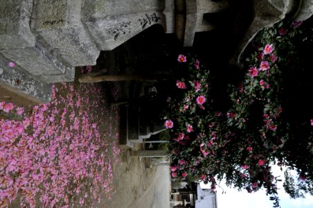 花の島構想・魚島地区の花「山椿」 photo