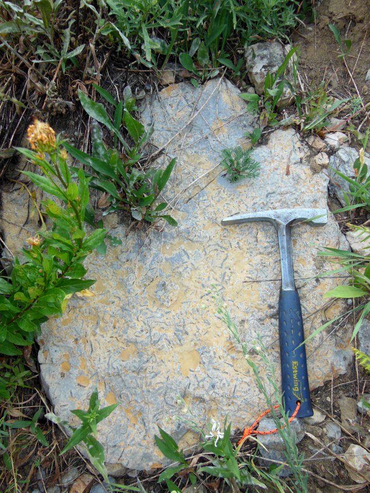 Fossilized burrows