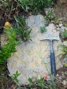 Fossilized burrows