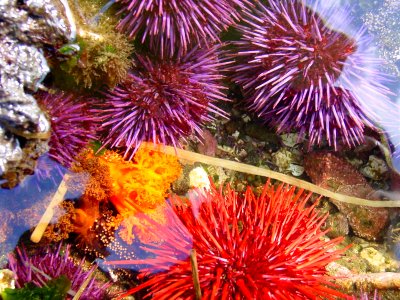 urchins tidepool NPS Photo preston photo