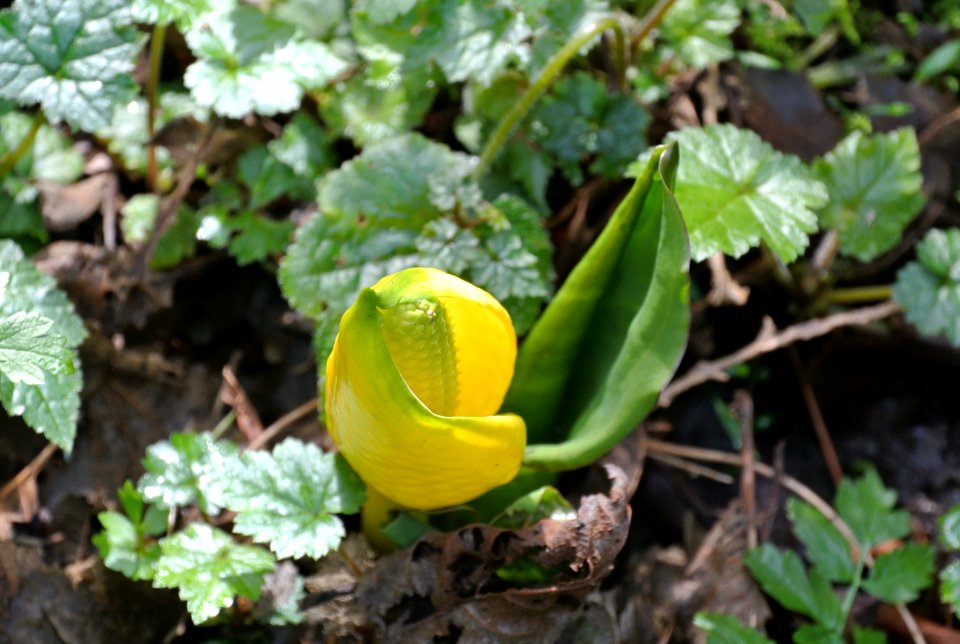 yellow skunk cabbage bud flower blooming spring quinault c bubar march 05 2015