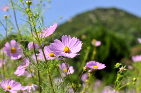 花の島構想・生名地区の花「コスモス」