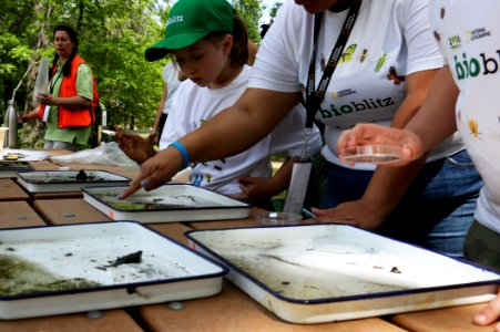 Bioblitz 2016
