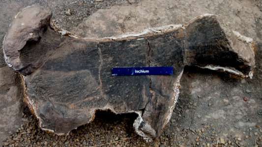 Cleveland-Lloyd Dinosaur Quarry, Utah