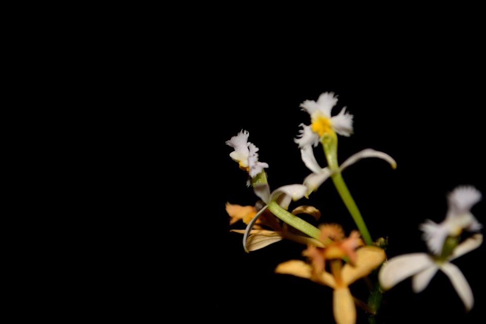 Epidendrum sp.