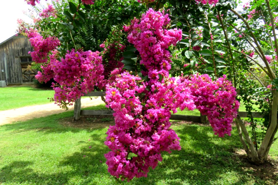 Mississippi Crepe Myrtle
