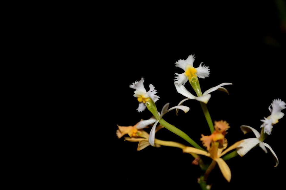 Epidendrum sp.