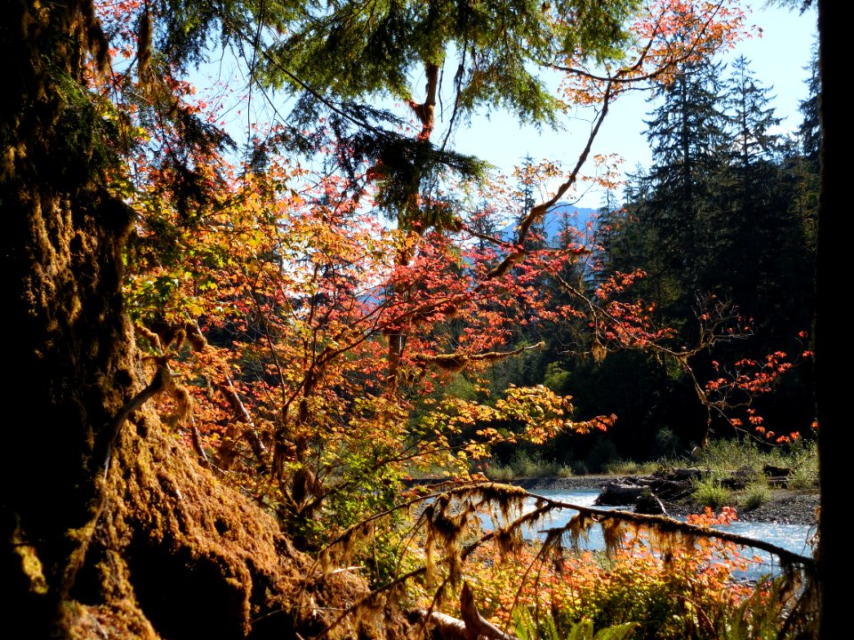 Hoh river fall foliage forest cbubar 2014