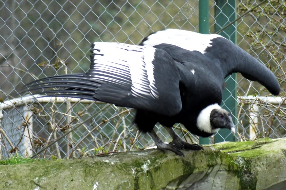 DSCF1772 Andean Condor