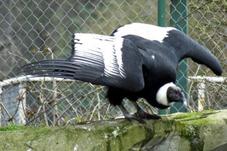 DSCF1772 Andean Condor photo