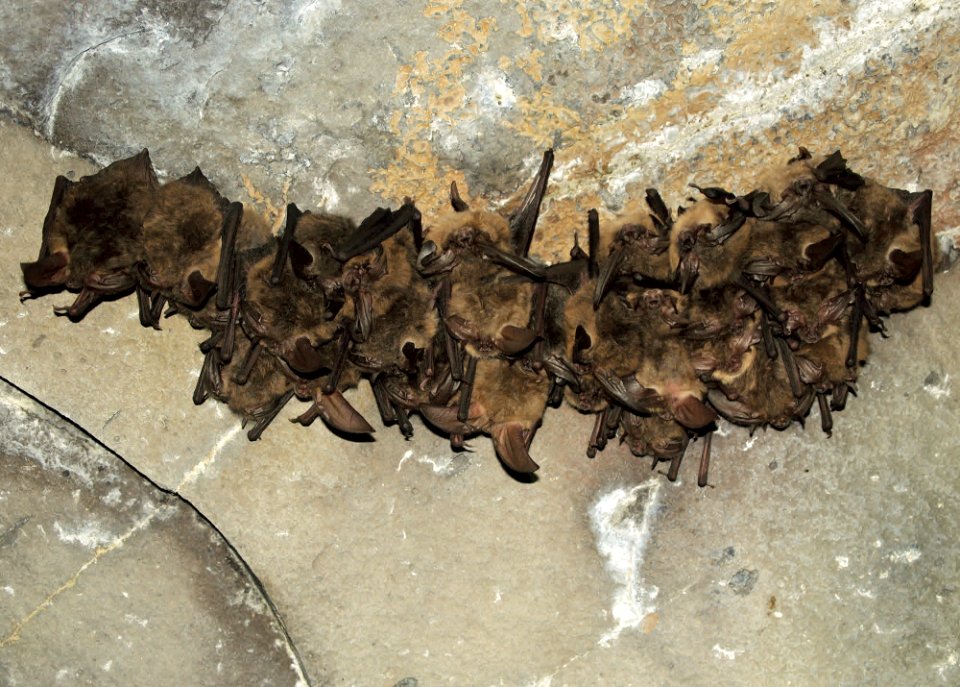A small colony of Townsend's Big Eared bats in Lava Beds National Monument.