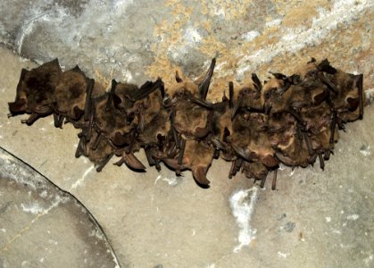 A small colony of Townsend's Big Eared bats in Lava Beds National Monument.