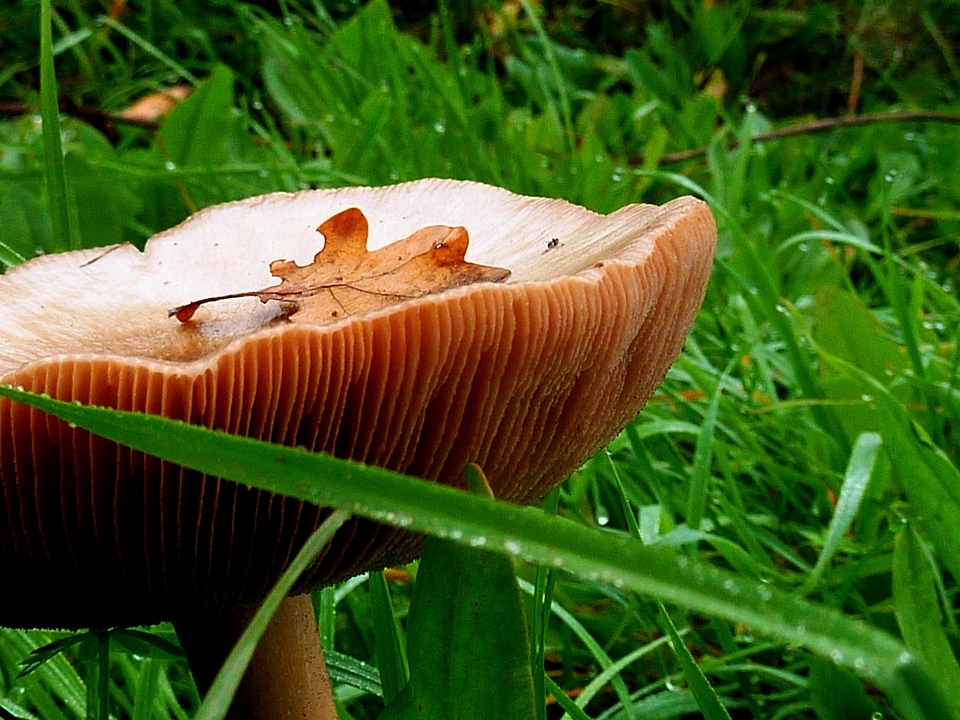 Morgentau nature mushroom
