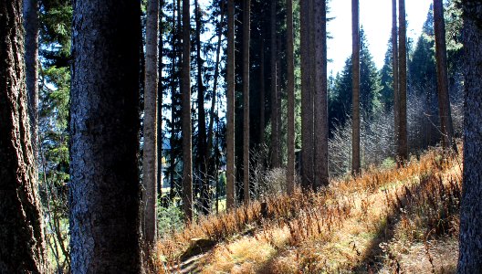 Wald im Herbst photo