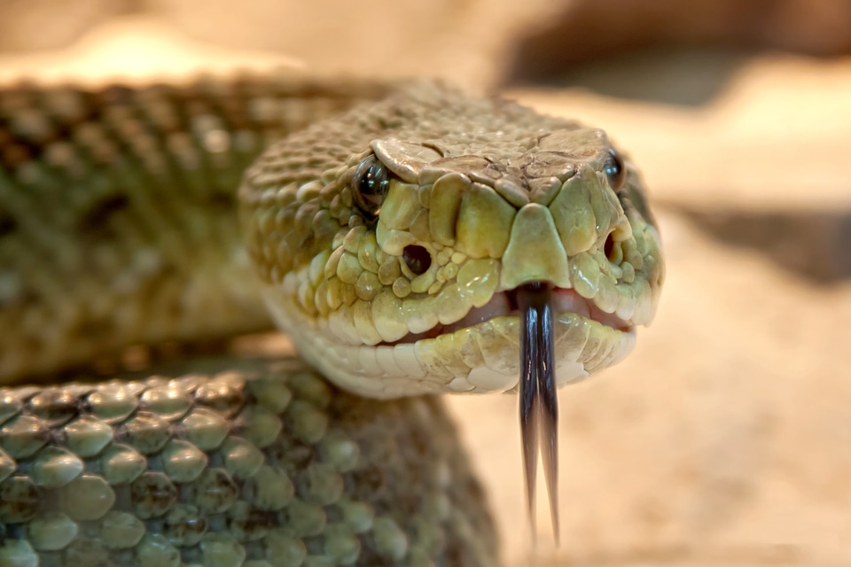 Dangerous terrarium viper