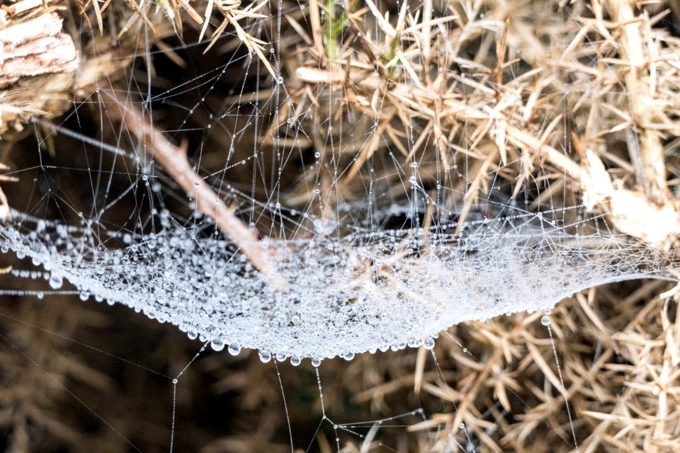 Droplets on Spider's Web