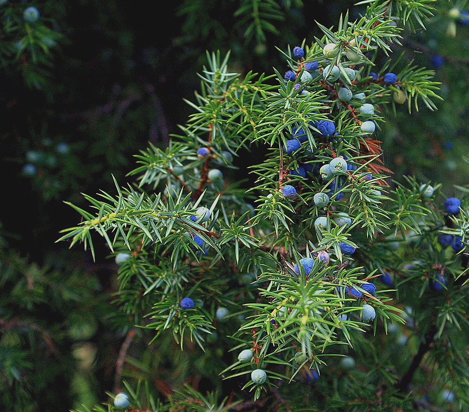 Bush capstan winch juniper fruit