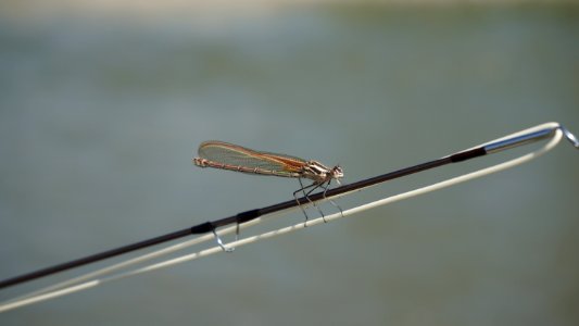 Episode 12: Taking the Pulse of a Wild River