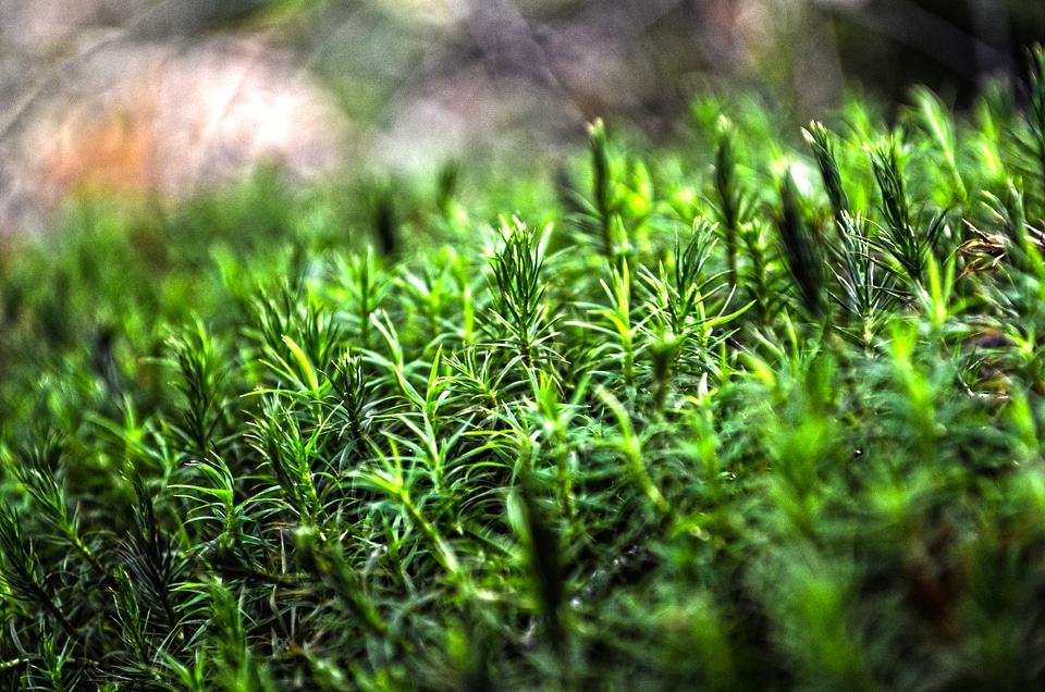Forest moss green