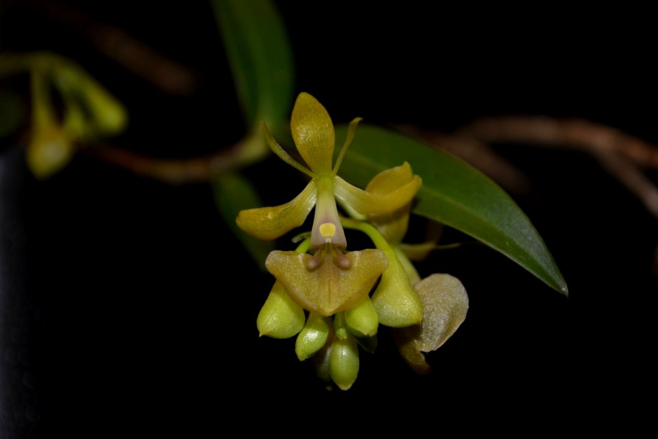 Epidendrum sp.