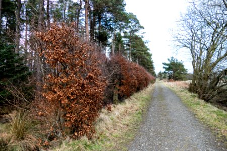 Beech Hedge