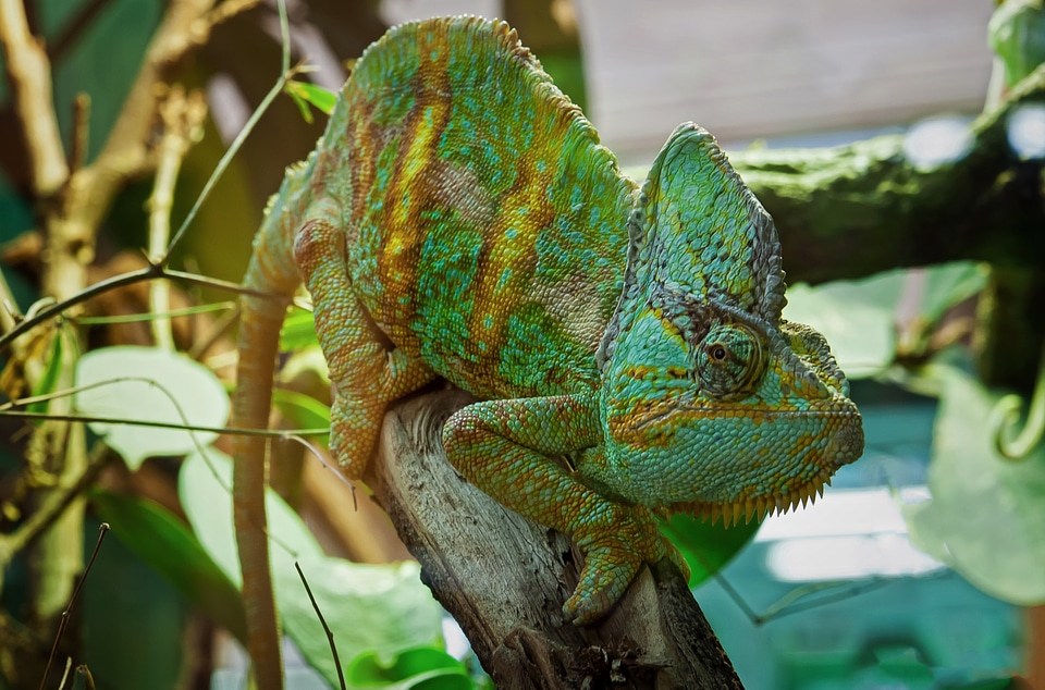 Animal close up green
