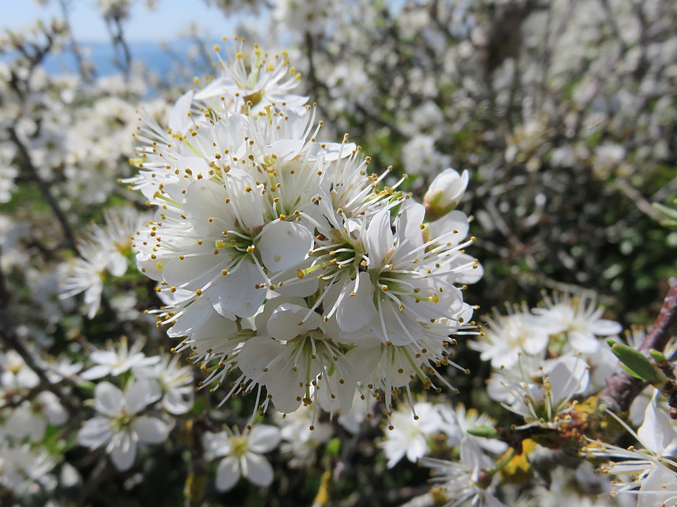 White spring plum