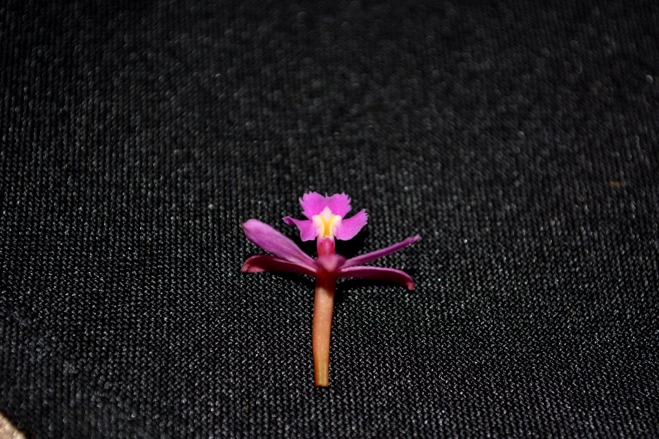 Epidendrum sp.