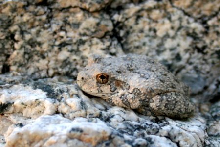 Desert toad. Photo by NPS/Todd M. Edgar.