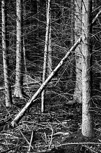 Forest trees black and white photo