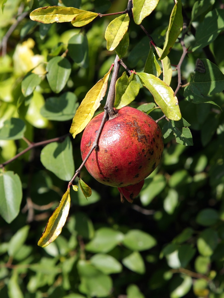 Pomegranate south abkhazia