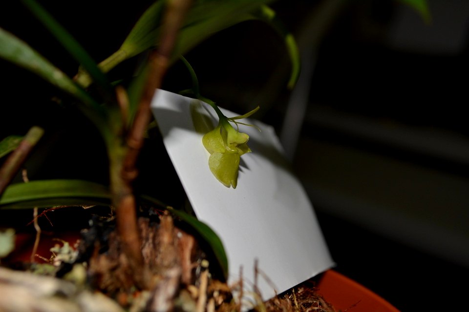 Epidendrum theodori