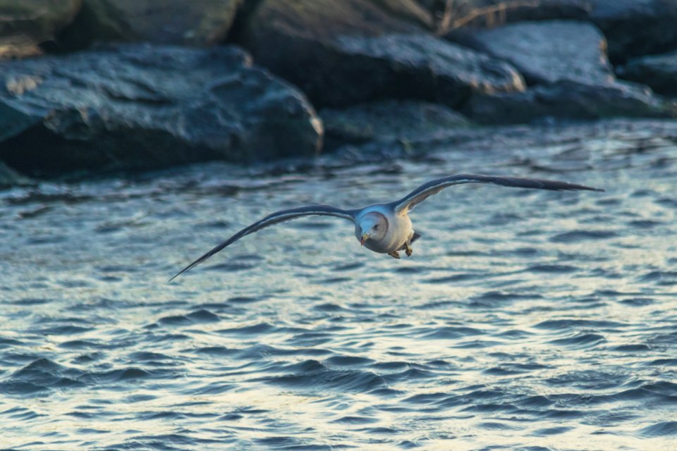 Black-tailed gull