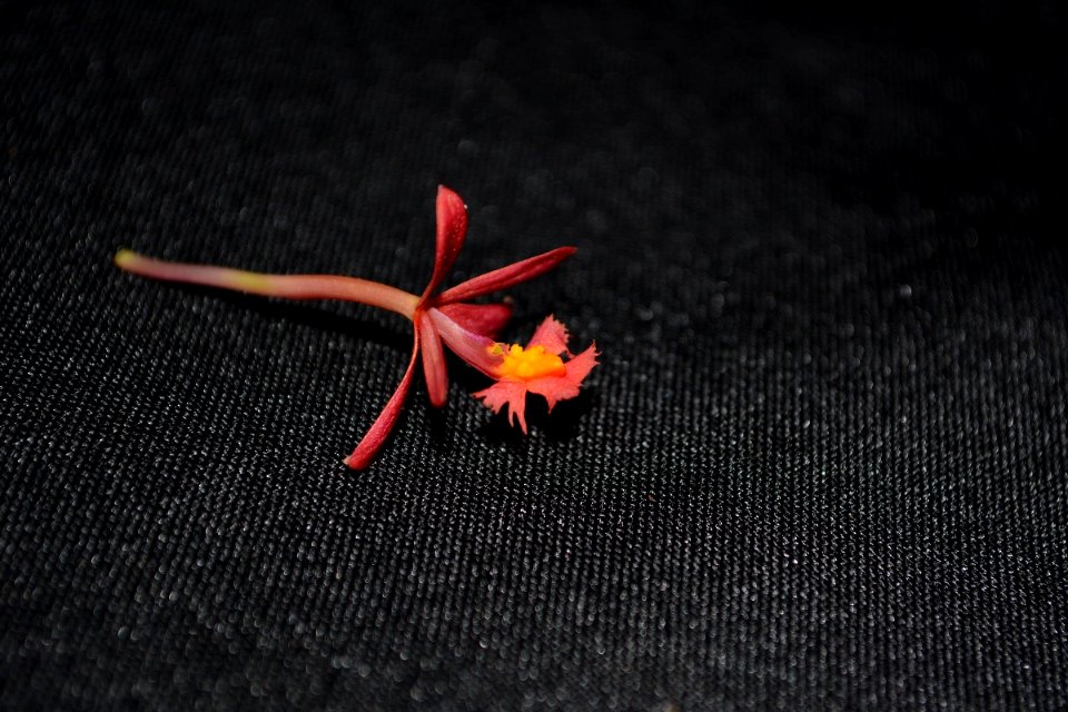 Epidendrum sp.