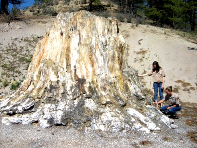 Petrified Redwood stump