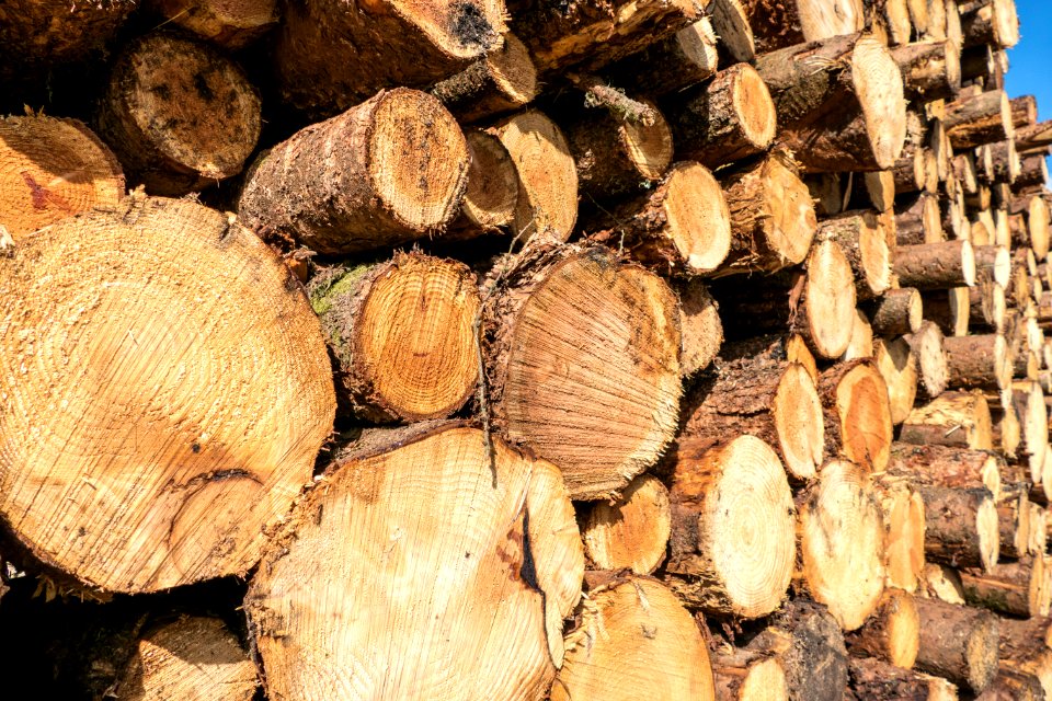 Timber stacks in Galloway Forest Park