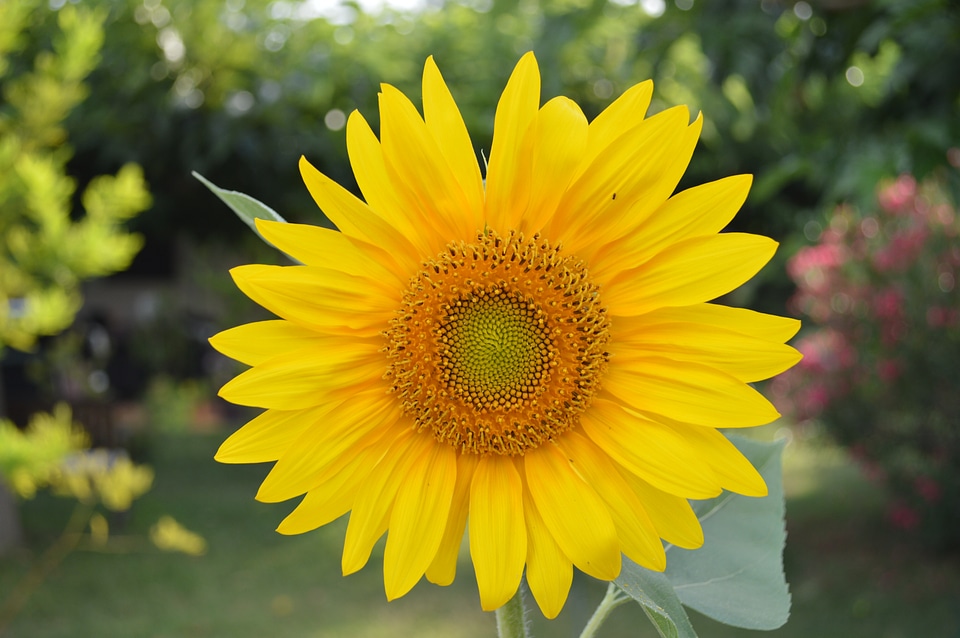 Nature plant petal