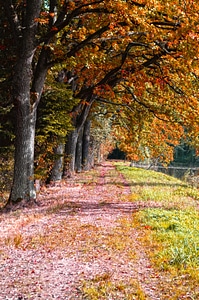 Trees path autumn photo