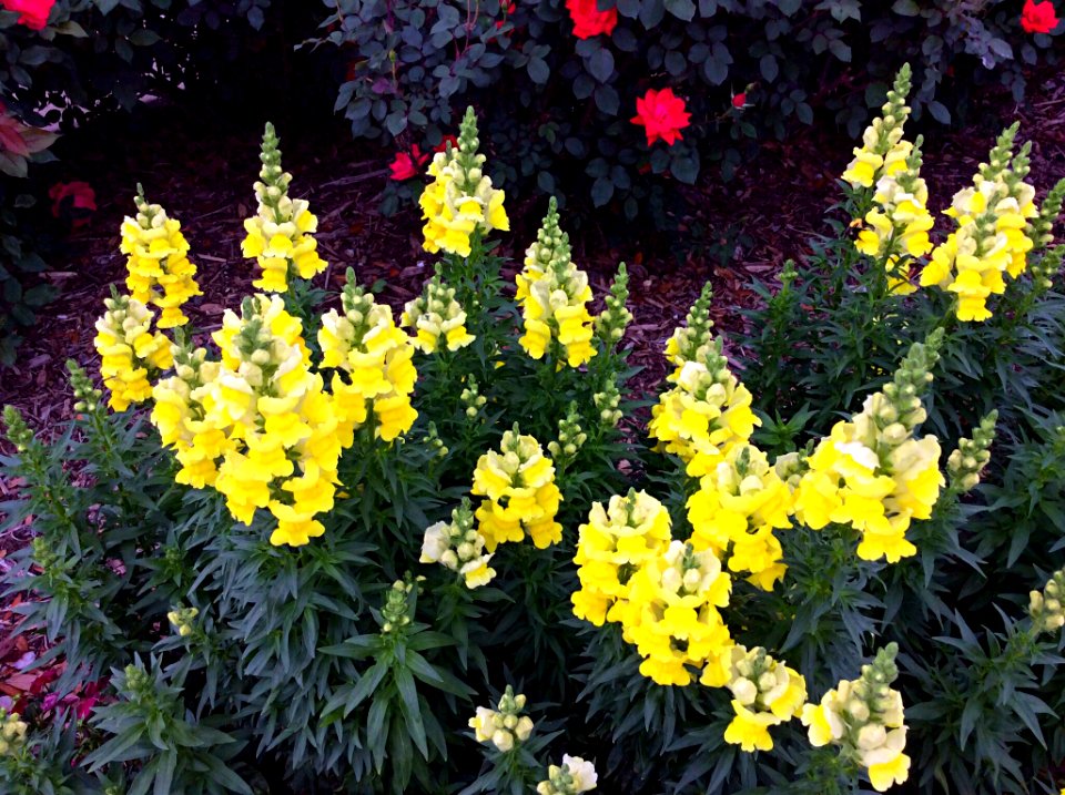 Flowers in Flowood