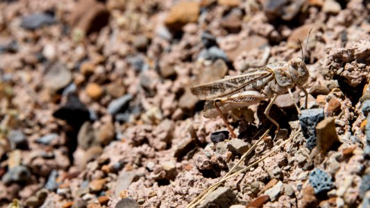 Cleveland-Lloyd Dinosaur Quarry, Utah