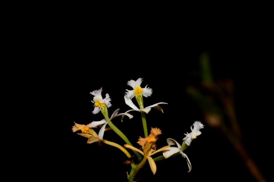 Epidendrum sp.