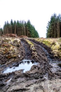 Forest operations on path at Southern Upland Way near Laggangarn